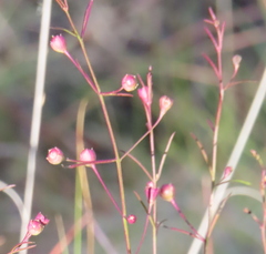 Agalinis edwardsiana