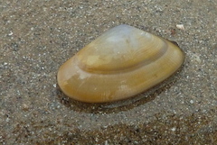 Donax vittatus