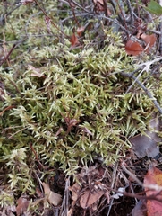 Pleurozium schreberi