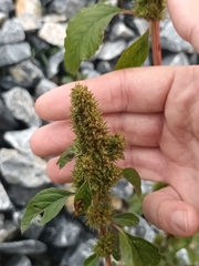 Amaranthus powellii