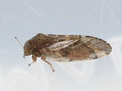 Pachypsylla celtidisvesicula