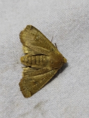 Conistra erythrocephala