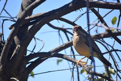 Turdus falcklandii