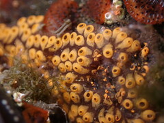 Botrylloides diegensis