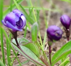 Rotheca hirsuta