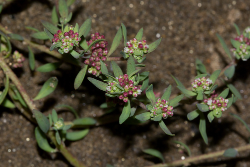 Corrigiola litoralis image