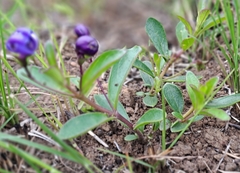 Rotheca hirsuta