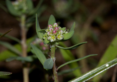 Corrigiola litoralis image