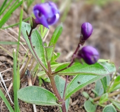 Rotheca hirsuta