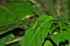 Engonia