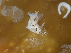 Polycera atra