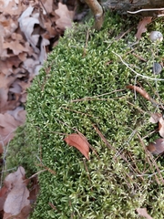 Pleurozium schreberi