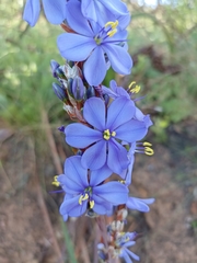 Aristea capitata