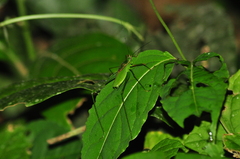 Engonia