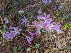 Colchicum cupanii