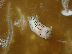 Polycera atra