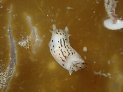 Polycera atra