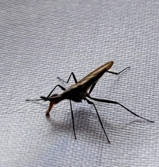Neriidae