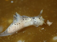 Polycera atra