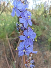Aristea capitata