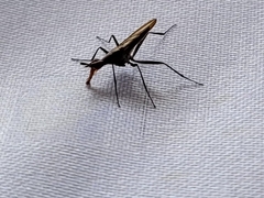 Neriidae