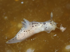 Polycera atra