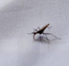 Neriidae