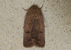 Proteuxoa hypochalchis