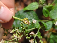 Neolasioptera perfoliata