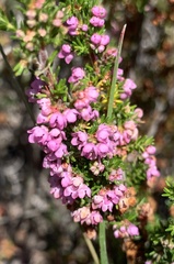 Erica mauritanica