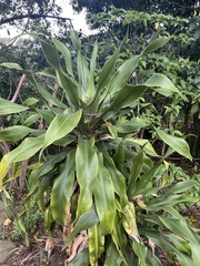 Dracaena aletriformis