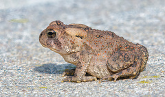 Anaxyrus americanus