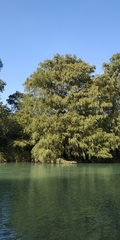 Taxodium mucronatum