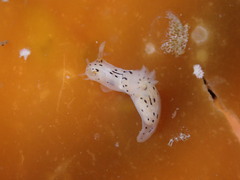 Polycera atra