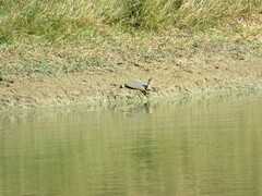 Apalone spinifera guadalupensis