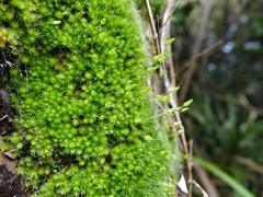 Leptostomum macrocarpum