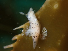 Polycera atra
