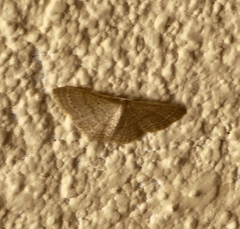 Pleuroprucha