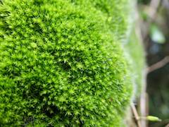 Leptostomum macrocarpum