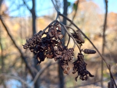 Taphrina robinsoniana