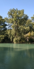 Taxodium mucronatum