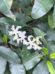 Tabernaemontana ventricosa