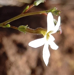Jamesbrittenia tysonii