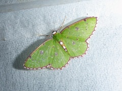Lissochlora bellimargo