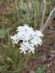 Corymbium villosum