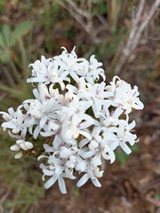 Corymbium villosum