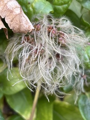 Clematis vitalba