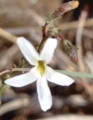 Jamesbrittenia tysonii