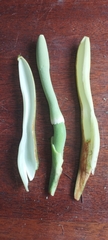 Philodendron