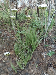 Corymbium villosum